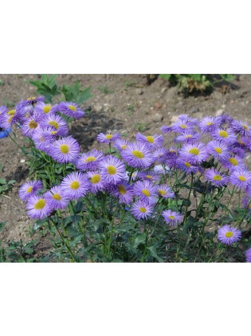 Pompás küllőrojt / ERIGERON speciosus 'Grandiflorus'