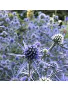 Kék iringó / ERYNGIUM planum 'Blaukappe'