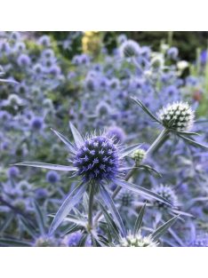 Kék iringó / ERYNGIUM planum 'Blaukappe'
