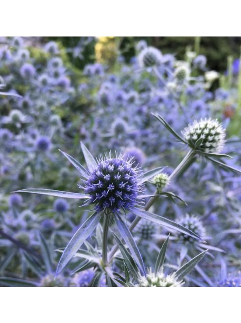 Kék iringó / ERYNGIUM planum 'Blaukappe'