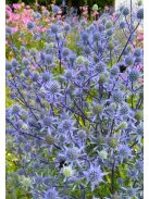 Kék iringó / ERYNGIUM planum 'Blaukappe'