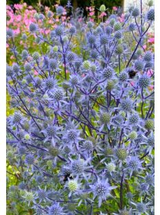 Kék iringó / ERYNGIUM planum 'Blaukappe'
