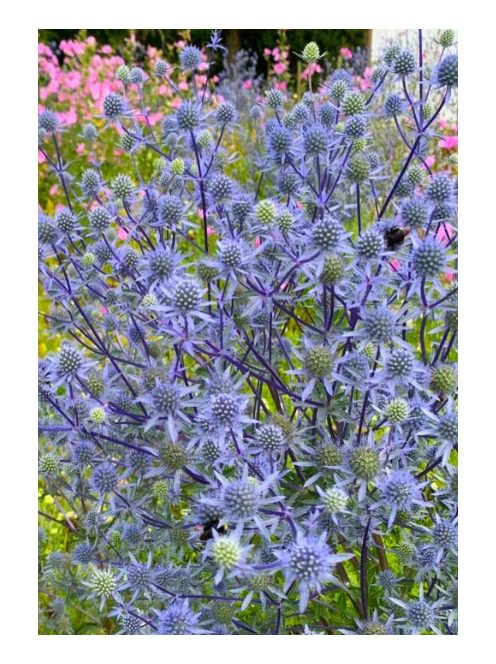 Kék iringó / ERYNGIUM planum 'Blaukappe'