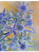 Kék iringó / ERYNGIUM planum 'Blaukappe'