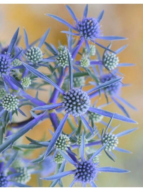 Kék iringó / ERYNGIUM planum 'Blaukappe'