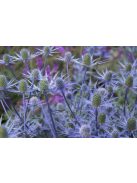 Kék iringó / ERYNGIUM planum 'Blaukappe'