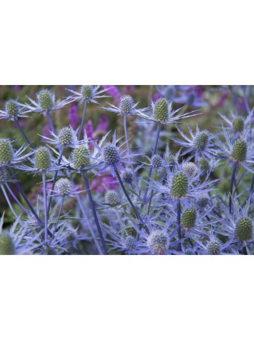 Kék iringó / ERYNGIUM planum 'Blaukappe'