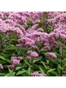 Vörös sédkender / EUPATORIUM purpureum var. atropurpureum