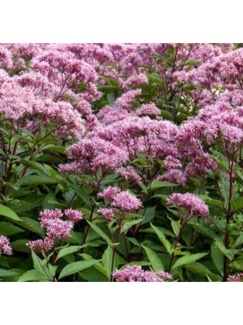 Vörös sédkender / EUPATORIUM purpureum var. atropurpureum