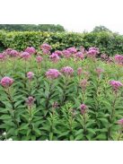 Vörös sédkender / EUPATORIUM purpureum var. atropurpureum