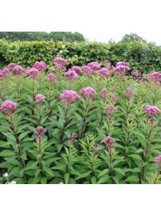 Vörös sédkender / EUPATORIUM purpureum var. atropurpureum