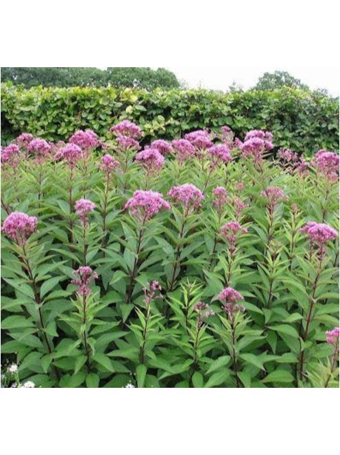 Vörös sédkender / EUPATORIUM purpureum var. atropurpureum