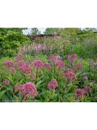 Vörös sédkender / EUPATORIUM purpureum var. atropurpureum