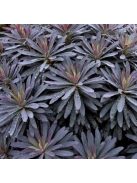 Erdei kutyatej / EUPHORBIA amygdaloides 'Purpurea'