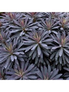 Erdei kutyatej / EUPHORBIA amygdaloides 'Purpurea'