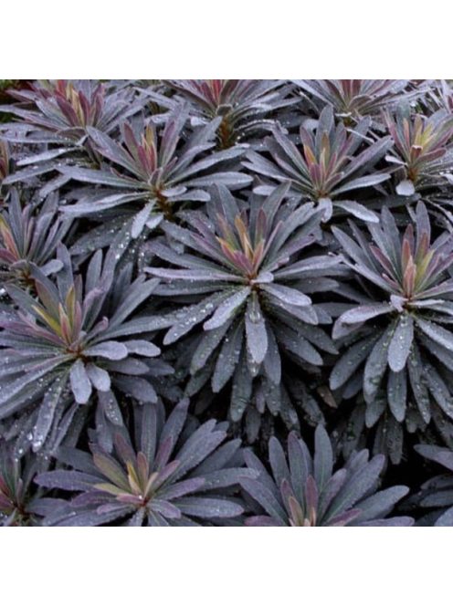 Erdei kutyatej / EUPHORBIA amygdaloides 'Purpurea'