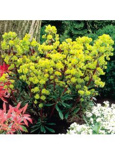 Erdei kutyatej / EUPHORBIA amygdaloides 'Purpurea'