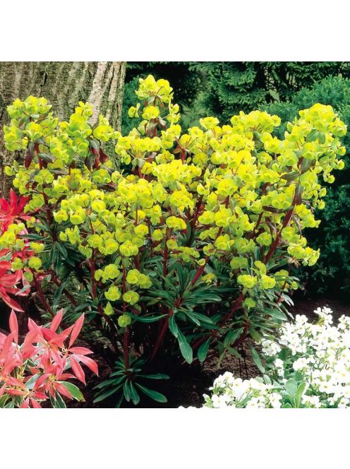 Erdei kutyatej / EUPHORBIA amygdaloides 'Purpurea'