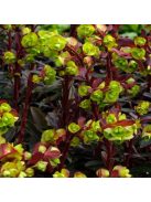 Erdei kutyatej / EUPHORBIA amygdaloides 'Purpurea'