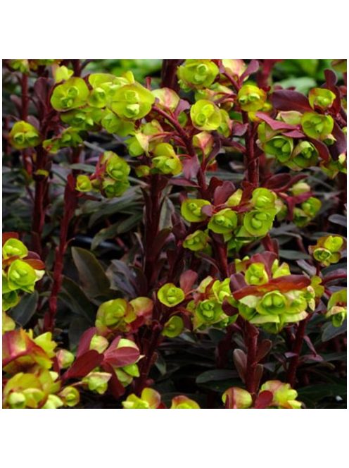 Erdei kutyatej / EUPHORBIA amygdaloides 'Purpurea'