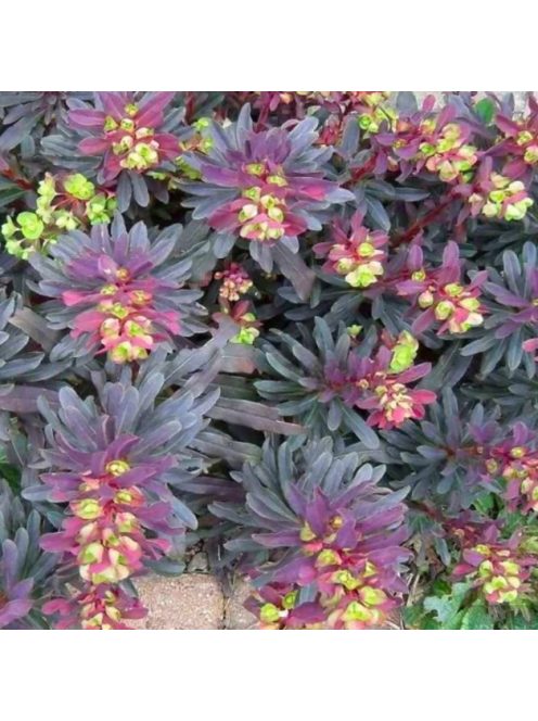 Erdei kutyatej / EUPHORBIA amygdaloides 'Purpurea'