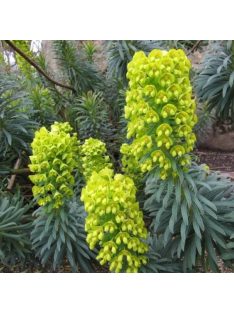 Velencei kutyatej / EUPHORBIA characias ssp. wulfenii