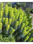 Velencei kutyatej / EUPHORBIA characias ssp. wulfenii