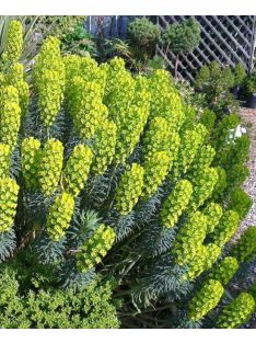 Velencei kutyatej / EUPHORBIA characias ssp. wulfenii