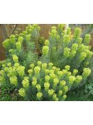 Velencei kutyatej / EUPHORBIA characias ssp. wulfenii