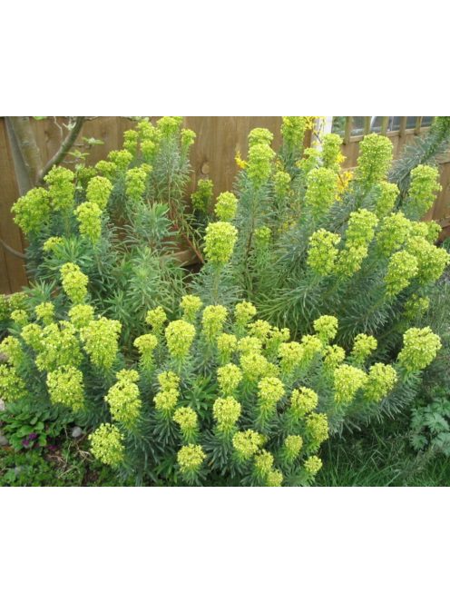Velencei kutyatej / EUPHORBIA characias ssp. wulfenii