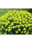 Színeváltó kutyatej / EUPHORBIA epithymoides