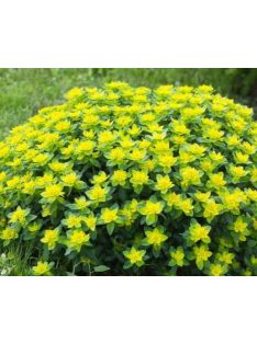 Színeváltó kutyatej / EUPHORBIA epithymoides