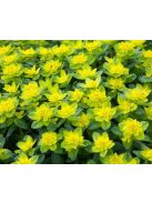 Színeváltó kutyatej / EUPHORBIA epithymoides