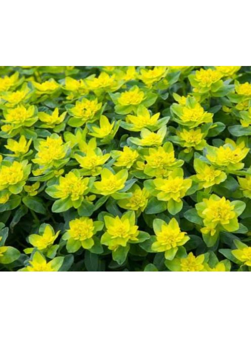Színeváltó kutyatej / EUPHORBIA epithymoides