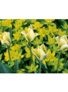 Színeváltó kutyatej / EUPHORBIA epithymoides