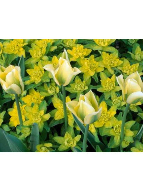 Színeváltó kutyatej / EUPHORBIA epithymoides