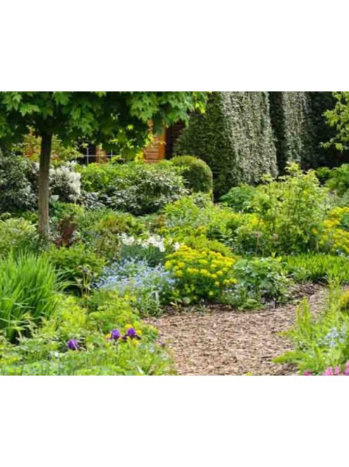 Színeváltó kutyatej / EUPHORBIA epithymoides