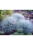Deres csenkesz / FESTUCA glauca 'Blue Select'