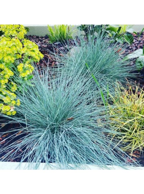 Deres csenkesz / FESTUCA glauca 'Blue Select'