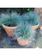 Deres csenkesz / FESTUCA glauca 'Blue Select'