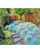 Deres csenkesz / FESTUCA glauca 'Blue Select'