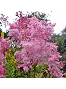 Magas legyezőfű / FILIPENDULA rubra