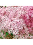 Magas legyezőfű / FILIPENDULA rubra