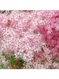 Magas legyezőfű / FILIPENDULA rubra