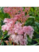 Magas legyezőfű / FILIPENDULA rubra