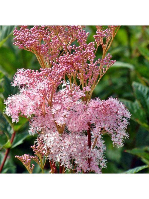 Magas legyezőfű / FILIPENDULA rubra