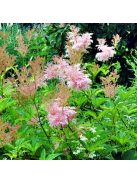 Magas legyezőfű / FILIPENDULA rubra