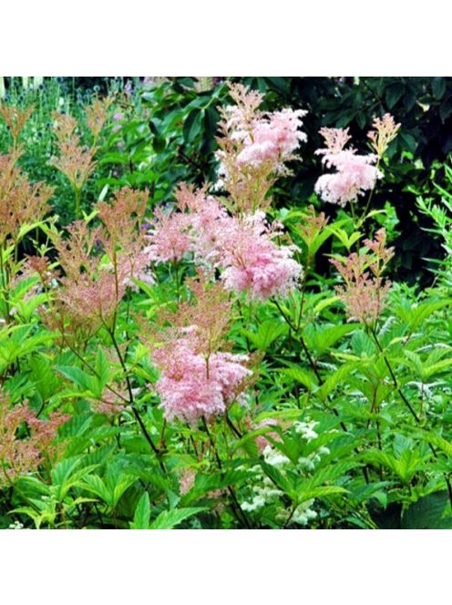 Magas legyezőfű / FILIPENDULA rubra