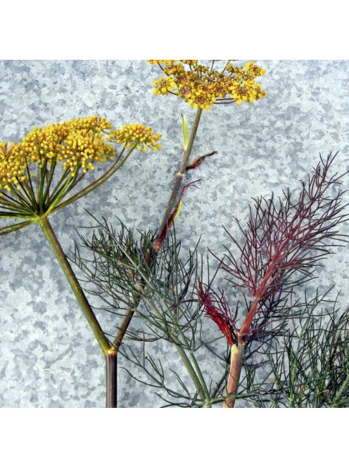 Dísz édeskömény, bronz / FOENICULUM vulgare 'Purpureum'