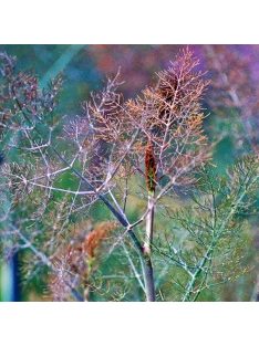   Dísz édeskömény, bronz / FOENICULUM vulgare 'Purpureum'
